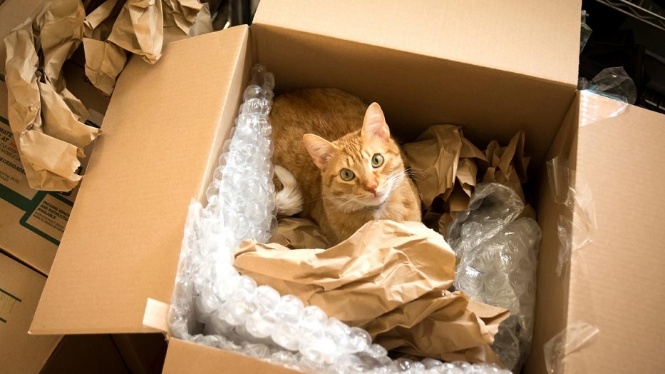 Relocation Tips: A Guide on How To Transition Into Your New Home as a Pet Owner